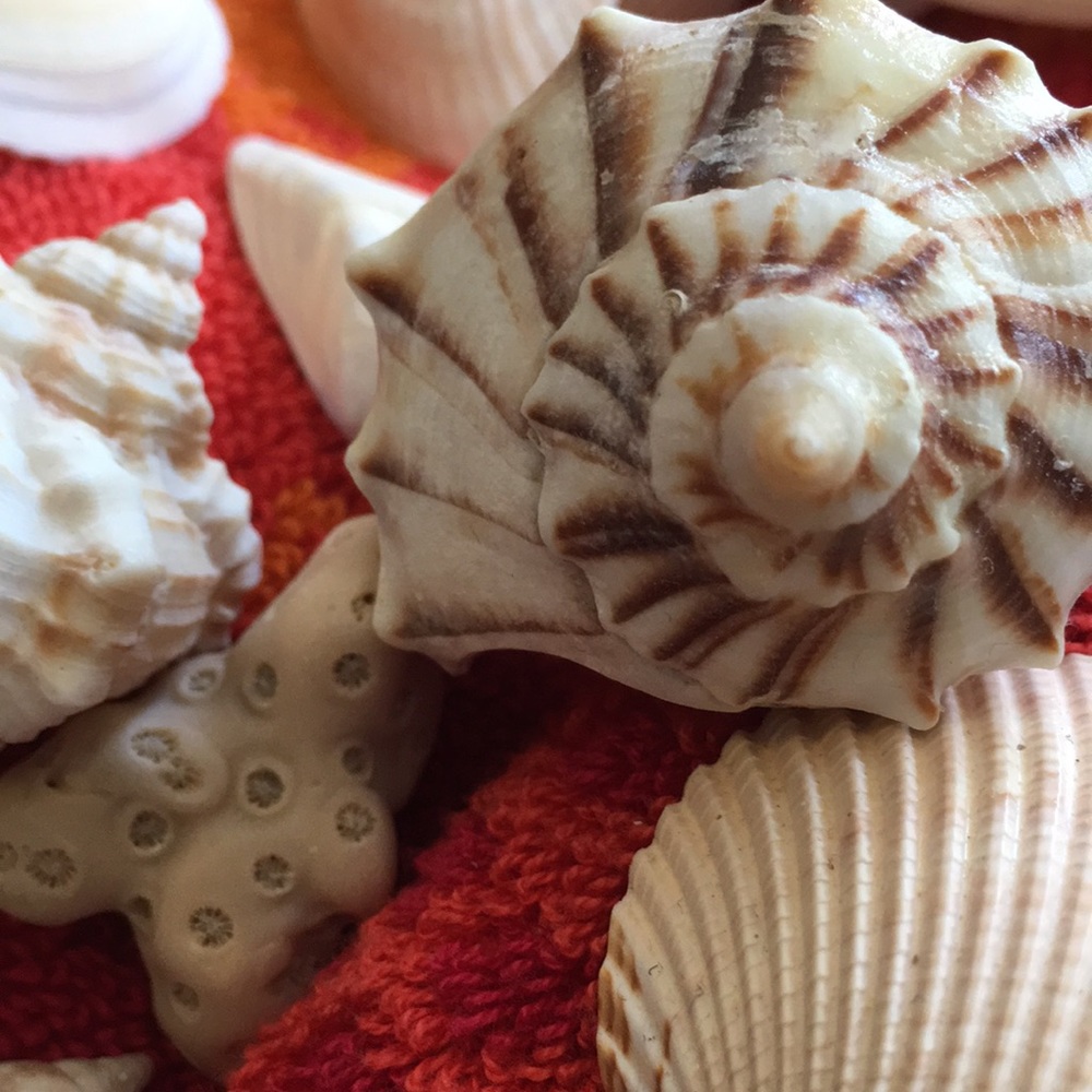 🌴30 beach treasures  - Seashells Are FUN ☀️